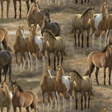 Horses In The Field Fabric